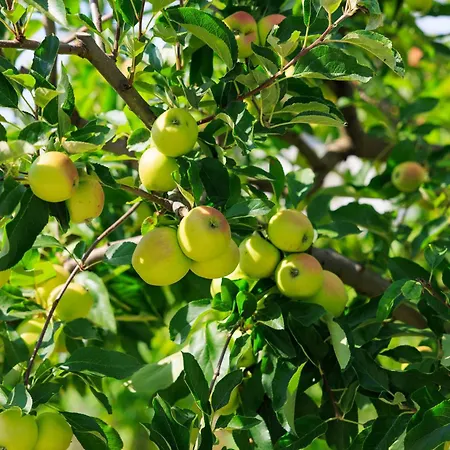 Country Side Mila Vikendica Kricke