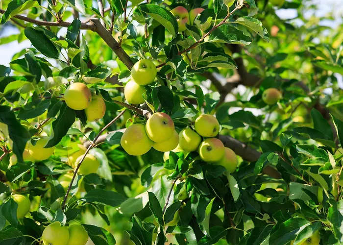 Country Side Mila Vikendica Kricke