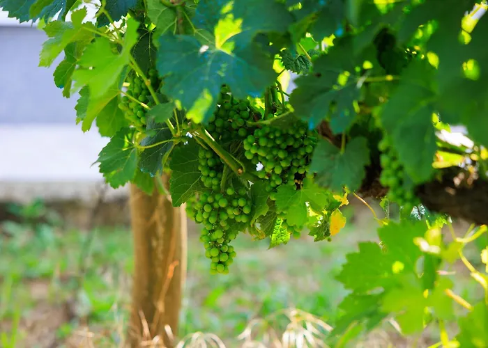 Country Side Mila * Kricke